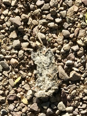 Sigmodon arizonae