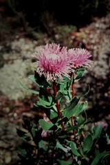 Isopogon latifolius