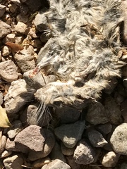 Sigmodon arizonae