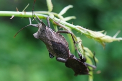 Molipteryx fuliginosa