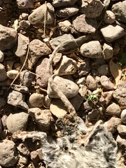 Sigmodon arizonae