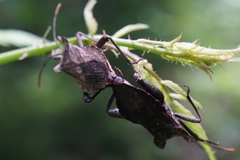 Molipteryx fuliginosa