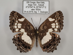 Neptidopsis ophione nucleata