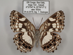 Neptidopsis ophione nucleata