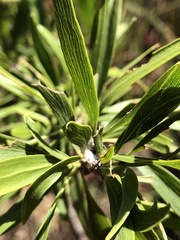 Dolichandrone alternifolia