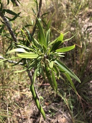 Dolichandrone alternifolia