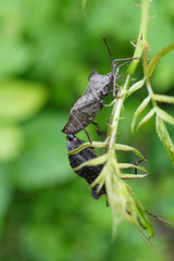 Molipteryx fuliginosa