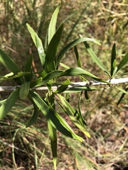 Dolichandrone alternifolia