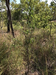 Dolichandrone alternifolia
