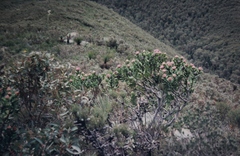 Isopogon latifolius