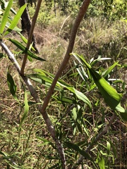 Dolichandrone alternifolia