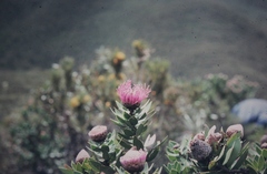 Isopogon latifolius