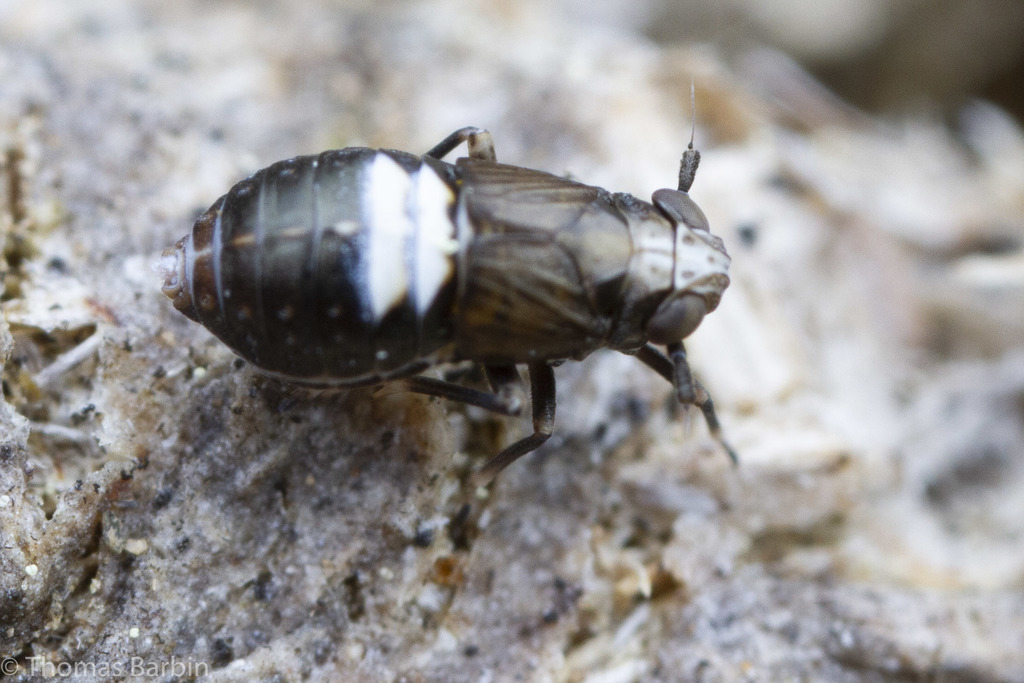 Achorotile