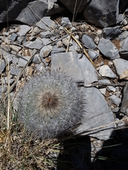 Rapicactus beguinii