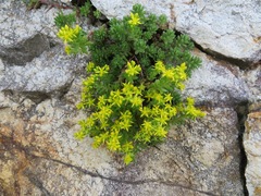 Sedum japonicum