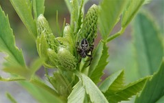 Araneidae
