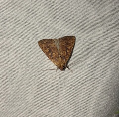 Perigea xanthioides