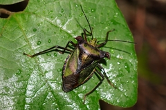 Pentatoma parametallifera