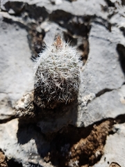 Rapicactus beguinii