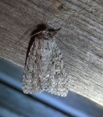 Acronicta impleta