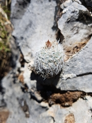 Rapicactus beguinii