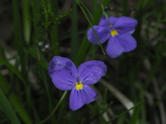 Viola bertolonii