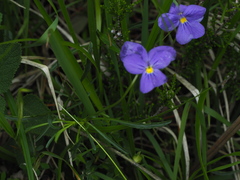 Viola bertolonii