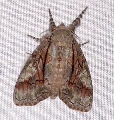Dasychira obliquata