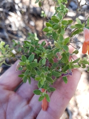 Poliomintha longiflora