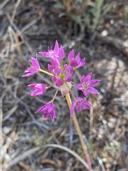 Allium bisceptrum
