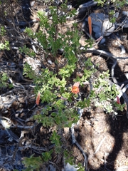 Poliomintha longiflora