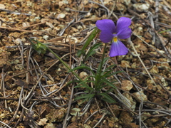 Viola bertolonii