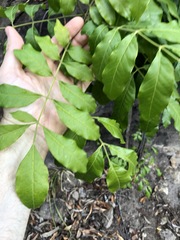 Flindersia xanthoxyla