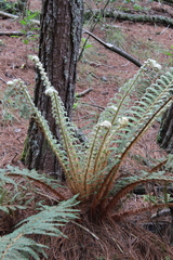 Polystichum speciosissimum