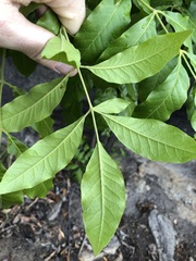 Flindersia xanthoxyla
