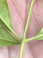 Flindersia xanthoxyla