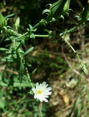 Rafinesquia californica