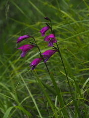 Gladiolus palustris