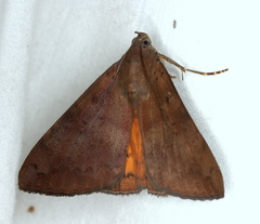 Oxyodes tricolor