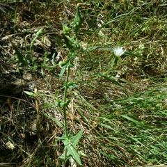 Rafinesquia californica