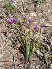 Allium bisceptrum