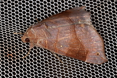 Bastilla hamatilis