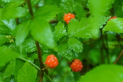 Rubus pungens oldhamii