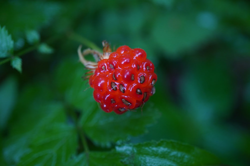 Image of Rubus pungens by (c) 들꽃ㅅr랑, some rights reserved (CC BY)