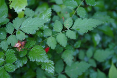 Rubus pungens oldhamii