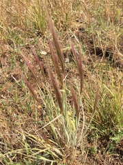 Elymus multisetus