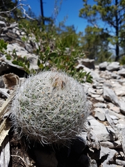 Rapicactus beguinii