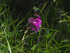 Gladiolus palustris