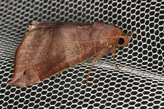 Bastilla hamatilis