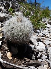 Rapicactus beguinii